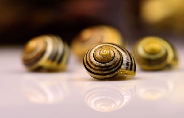 Tired of Slow Internet ? Get a Network Management Solution in place